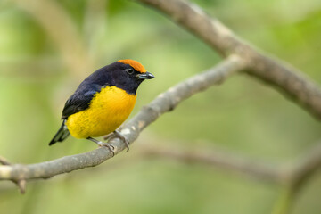 The tawny-capped euphonia (Euphonia anneae) is a species of bird in the family Fringillidae. It is found in Colombia, Costa Rica, and Panama.