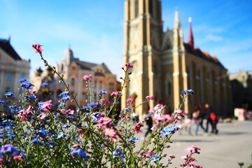 Freedom Square Novi Sad Serbia April 30 2022 People walk along the street. Pink and blue forget-me-not flowers grow in a flower bed. The Name of Mary Church, Roman Catholic parish church in Novi Sad - obrazy, fototapety, plakaty