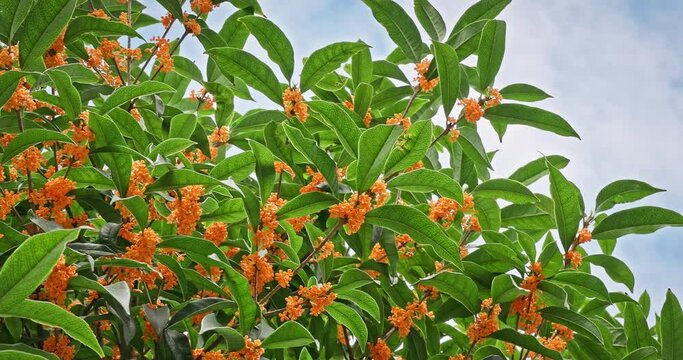 The blooming osmanthus on the tree sways in the wind on a sunny day