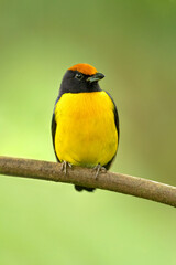 The tawny-capped euphonia (Euphonia anneae) is a species of bird in the family Fringillidae. It is found in Colombia, Costa Rica, and Panama.