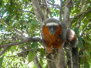 Close up monkey in Monkey island in Peru Amazon city Iquitos