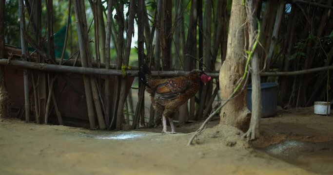 Feathered Beauty: Indian Rooster Stock Footage, Beautiful Indian Rooster Crowing