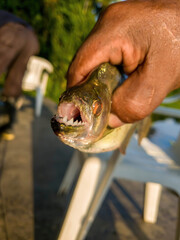 Piranhas fishing in peru amazon rainforest