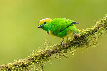 Golden-browed chlorophonia (Chlorophonia callophrys) is a species of bird in the family Fringillidae. It is found in Costa Rica and Panama.