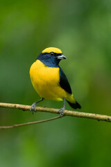 Fototapeta premium Yellow-crowned euphonia (Euphonia luteicapilla) is a species of bird in the family Fringillidae. It is found in Costa Rica, Nicaragua, and Panama, and is perhaps the most common euphonia in its range.