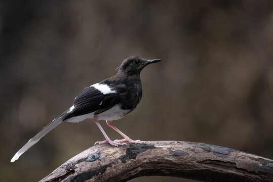 The White-crowned forktail ( Enicurus leschenaulti ) bird is a type of water bird that usually lives in high mountain areas with cool climates. The photo depicts the