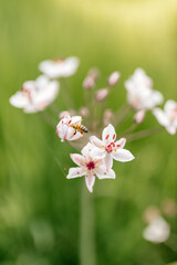 Beautiful white wildflowers close up on a background of green grass. Summer background with flowers and green grass on a sunny summer day