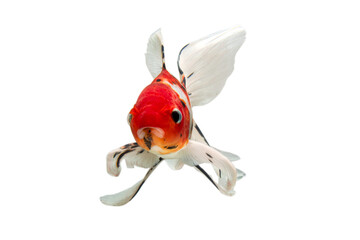 Gold fish swimming on a white background