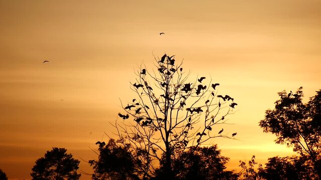 birds silhouette perched and flying in sunset and natural scenic colors in sky in forest or jungle, birds silhouette sunset and colors in sky