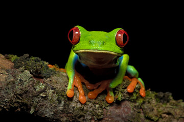 Agalychnis callidryas, commonly known as the red-eyed tree frog, is a species of frog in the subfamily Phyllomedusinae. It is native to forests from Central America - obrazy, fototapety, plakaty