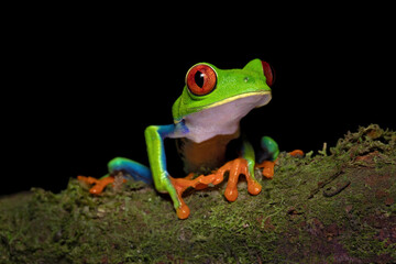 Agalychnis callidryas, commonly known as the red-eyed tree frog, is a species of frog in the subfamily Phyllomedusinae. It is native to forests from Central America