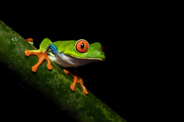 Agalychnis callidryas, commonly known as the red-eyed tree frog, is a species of frog in the subfamily Phyllomedusinae. It is native to forests from Central America