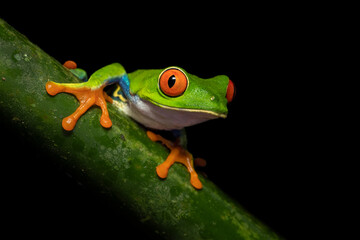Agalychnis callidryas, commonly known as the red-eyed tree frog, is a species of frog in the subfamily Phyllomedusinae. It is native to forests from Central America
