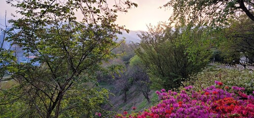Korean scenery - spring blossom