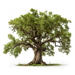  oak tree isolated on white background