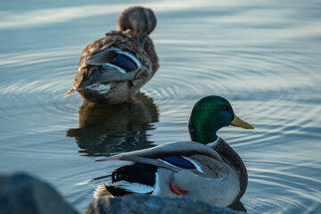 A duck couple on lake Balaton 