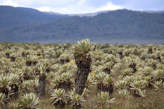 Popayan, Colombia. 16-09-2023. Desert landscape in the Frailejones valley in the Colombian highlands.