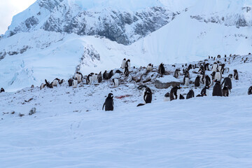 Penguins of Danco island Antarctica