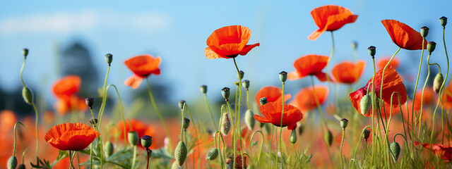 Obraz premium A Field of Vibrant Red Poppies Under a Summer Sky,red poppy field,red poppies in the field