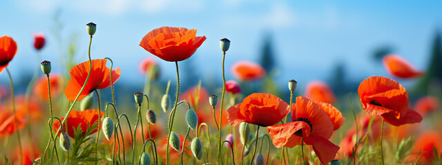 Fototapeta premium A Field of Vibrant Red Poppies Under a Summer Sky,red poppy field,red poppies in the field