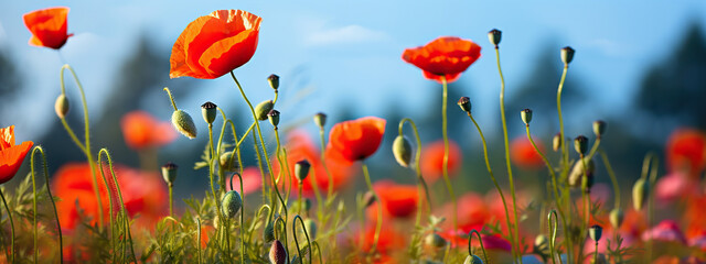 Obraz premium A Field of Vibrant Red Poppies Under a Summer Sky,red poppy field,red poppies in the field