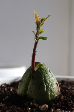 An avocado sprout growing from its seed