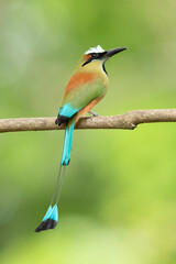 turquoise-browed motmot (Eumomota superciliosa) is a colourful, medium-sized bird of the motmot family, Momotidae. It inhabits Central America from south-east Mexico