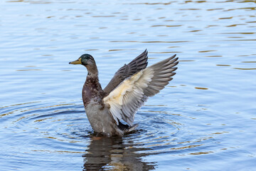 Male Mallard