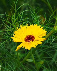 Yellow flower