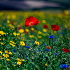 A Colorful Wildflower Meadow in Full Bloom, Radiating Natures Vibrant Beauty and Serenity