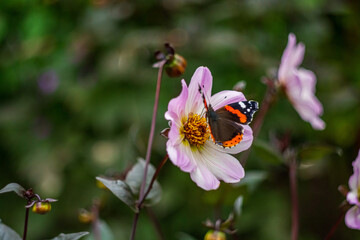  butterfly perched delicately on a striking pink flower in the heart of nature