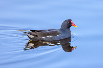 Red coot