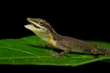 Anolis limifrons, also known commonly as the slender anole or the border anole, is a species of lizard in the family Dactyloidae. The species is native to Central America. 