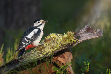 Great Spotted Woodpecker (Dendrocopos major)
