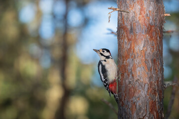 Great Spotted Woodpecker (Dendrocopos major)