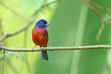 painted bunting (Passerina ciris) is a species of bird in the cardinal family, Cardinalidae. It is native to North America.