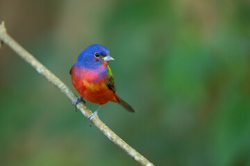 painted bunting (Passerina ciris) is a species of bird in the cardinal family, Cardinalidae. It is native to North America.