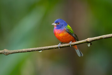 painted bunting (Passerina ciris) is a species of bird in the cardinal family, Cardinalidae. It is native to North America.