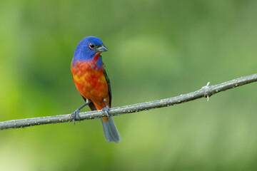 painted bunting (Passerina ciris) is a species of bird in the cardinal family, Cardinalidae. It is native to North America.
