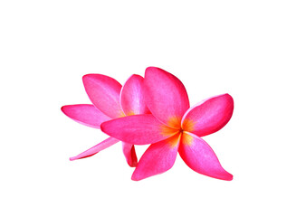 Pink  frangipani flower  on  transparent png