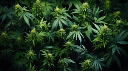 Naklejka na ściany i meble Environmentally friendly cultivation of Cannabis for medicinal purposes