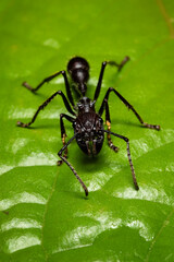 Paraponera clavata, commonly known as the bullet ant, is a species of ant named for its extremely painful sting. It inhabits humid lowland rainforests in Central and South America. 