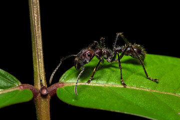 Paraponera clavata, commonly known as the bullet ant, is a species of ant named for its extremely painful sting. It inhabits humid lowland rainforests in Central and South America. 
