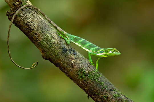 Polychrus gutturosus, also known as Berthold's bush anole or monkey tailed anole, is a species of lizard found in tropical Central and South America. 