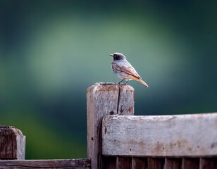 Rougequeue sur une barrière