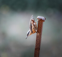 Naklejka premium Sitelle accroché à un piquet en fer, Var, France