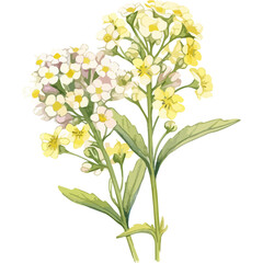 Flower Watercolor element on white background