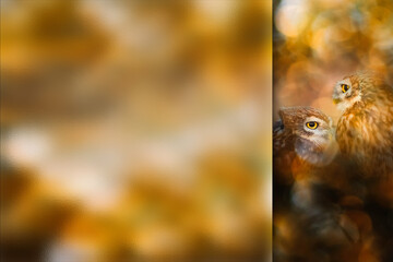 Romantic owls. Photo with a frosted glass effect applied to one side. presentation, card, poster etc. ready-to-use image.