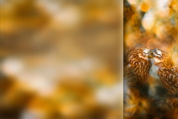 Romantic owls. Photo with a frosted glass effect applied to one side. presentation, card, poster etc. ready-to-use image.