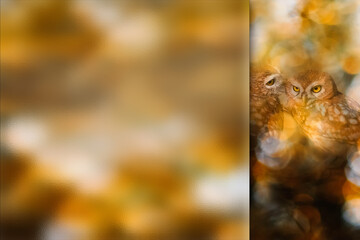 Romantic owls. Photo with a frosted glass effect applied to one side. presentation, card, poster etc. ready-to-use image.